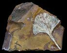Fossil Ginkgo Leaf From North Dakota - Paleocene #58987-1